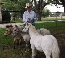 3 horse transport from CO to TX