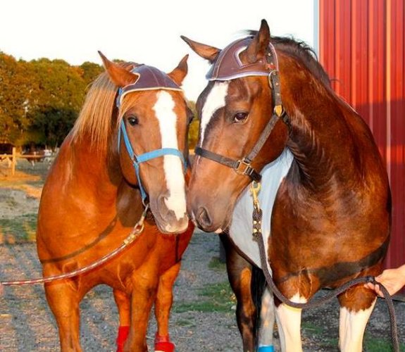 2 Horse Transport from Scio, OR to Martinez, CA