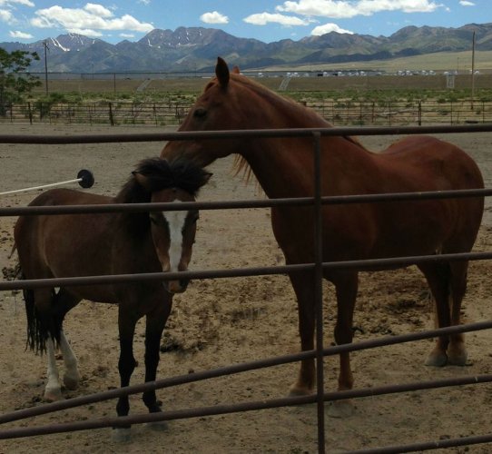 2 Horse Transport from Grantsville, UT to Queen Creek, AZ